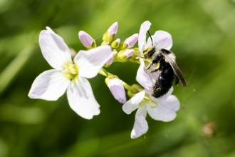 Ashy mining bee Vicky Page