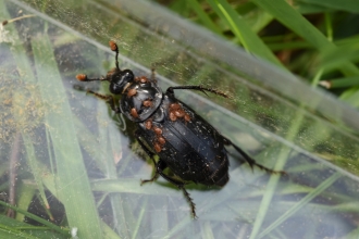 Black Sexton Beetle Ian Wykes 