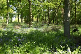 Bubbenhall Wood 6.5.20 Frances Wilmot 
