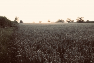 Combine Harvester. Ian Jelley