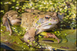 Common Frog John Chandler