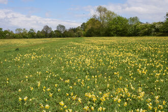 Cowslips at Draycote Meadows Kaye Reeve