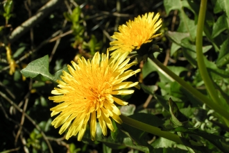 Dandelion Richard Burkmar