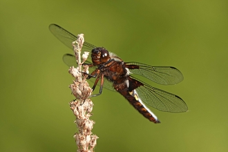 Dragonfly Ryton Tony Penycate
