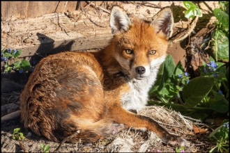 Fox John Chandler