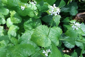 Garlic mustard Jo Hands