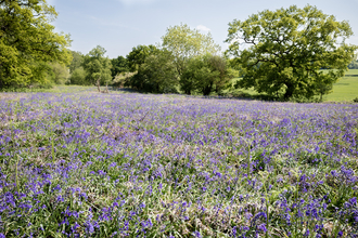 Wappenbury bluebells Vicky Page