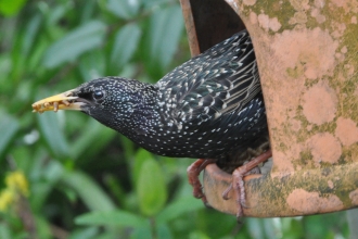 A satisfied starling Geoffrey Bicknell