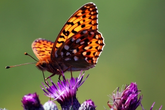 Butterfly Kirstie Louise Eykyn