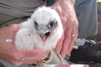 PSC Peregrine chick 2020