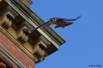 Peregrine adult during ringing Mark Phillips