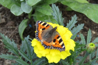 Small Tortoiseshell Dave Fry