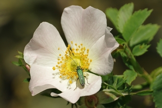 Wild Rose and beetle Andy Brough