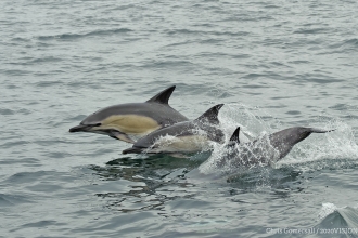 Common dolphins Chris Gomersall 2020 Vision