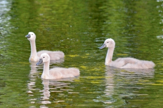 Cygnets Wayne Cutts