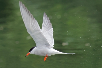 Common Tern David Goldsmith