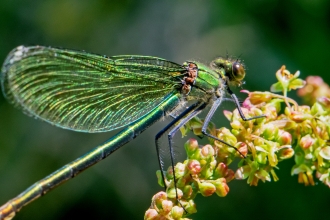 Damselfly John Smith 2