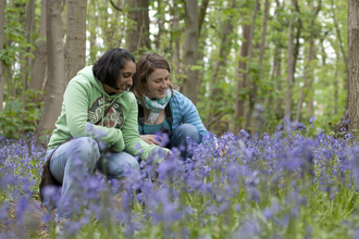 Bluebells. Tom Marshall