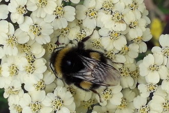 Buff tail Bumblebee David Andrews