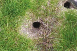 Water vole burrows Tim PL