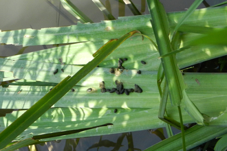 Water vole droppings on Oxford Canal Credit Pete Sanders