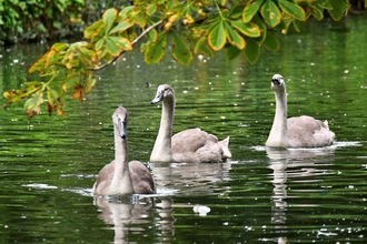 3 cygnets Wayne Cutts