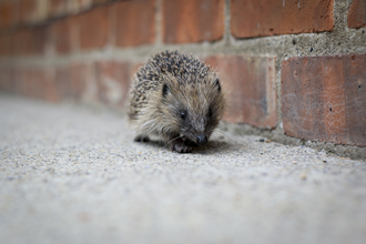 Hedgehog by urban wall Credit Tom Marshall