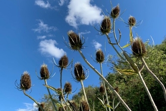 Teasels, Hampton Wood, Vanessa Winwood