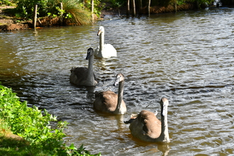 Cygnets Wayne Cutts Oct 2020