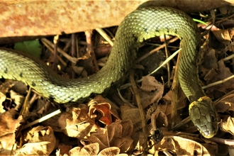 Grass snake, Brandon Marsh, Ken Sherlock