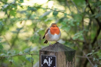 Robin on post