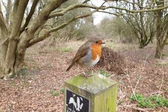 Robin at Brandon Marsh, credit Philippa Arnold