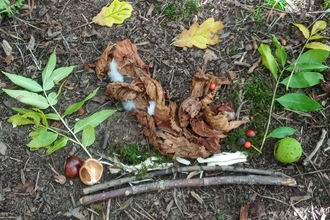 Squirrel nature art