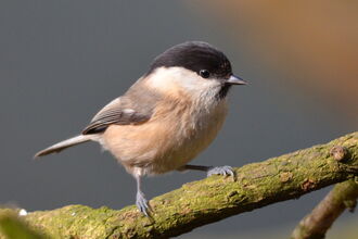 Willow Tit Credit Adam Jones