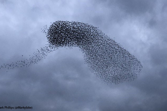 Starling Murmuration at Brandon Marsh credit Mark Phillips (@Markybike )