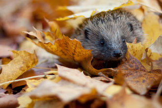 Hedgehog in autumn leaves, credit Tom Marshall