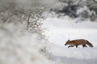 Fox in winter snow Danny Green 2020VISION