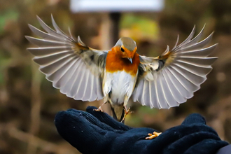 Robin landing on hand at Brandon Marsh Kirstie Louise Eykyn