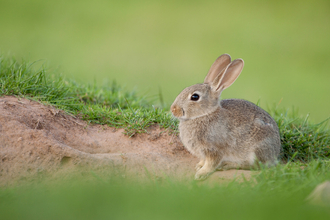 Rabbit credit Tom Marshall