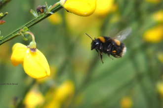 Buff tailed bumblebee Cuttle Pool Credit Nick Wood Flickr 2019