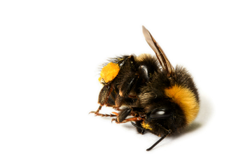 Dead bee Credit Wildlife Trusts