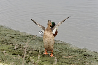 Female mallard, Wayne Cutts