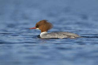 Goosander female 