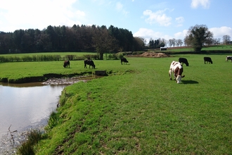 River Sherbourne rural area with cows