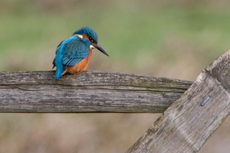 Kingfisher River Dene