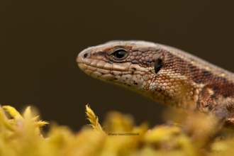 Common Lizard - Danny Green/2020VISION