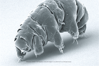 Tardigrade - Schokraie E, Warnken U, Hotz-Wagenblatt A, Grohme MA, Hengherr S, et al. (2012) CC BY 2.5 via Wikimedia Commons