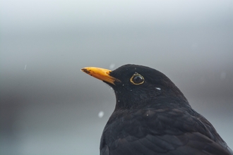 Blackbird close up