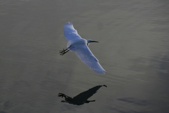 Bird in flight