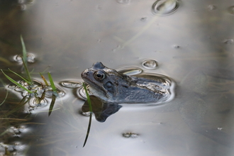 Frog in water at Cock Robin Wood 